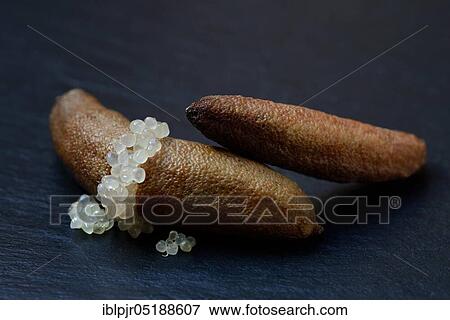 Stock Photo - Australian finger lime, finger lime, Microcitrus australasica, lime caviar, lime caviar. Fotosearch