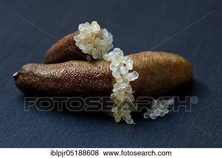 Australian finger lime, finger lime, Microcitrus australasica, lime caviar, lime caviar View Large Photo Image Stock Photo - Australian finger lime, finger lime, Microcitrus australasica, lime caviar, lime caviar. Fotosearch