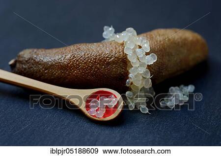Australian finger lime, finger lime, Microcitrus australasica, lime caviar, lime caviar View Large Photo Image Stock Photo - Australian finger lime, finger lime, Microcitrus australasica, lime caviar, lime caviar. Fotosearch
