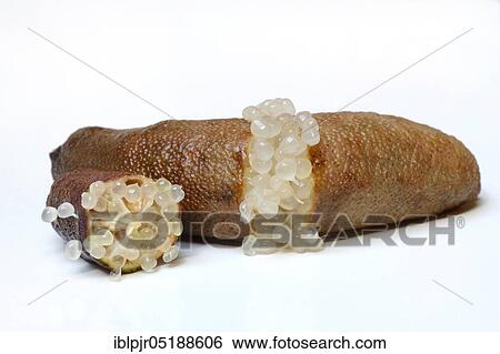 Stock Photograph - Australian finger lime, finger lime, Microcitrus australasica, lime caviar, lime caviar. Fotosearch