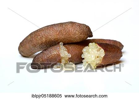 Stock Photography - Australian finger lime, finger lime, Microcitrus australasica, lime caviar, lime caviar. Fotosearch