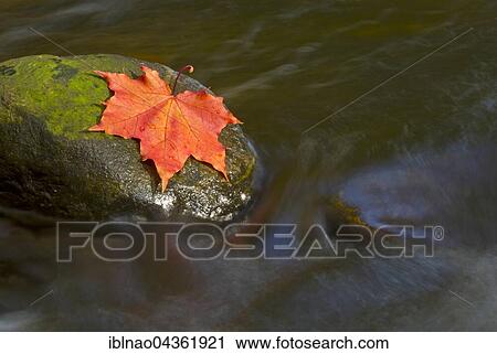 Stock Image - Autumn coloured maple leaf on rock in stream, Schleswig Holstein, Germany, Europe. Fotosearch