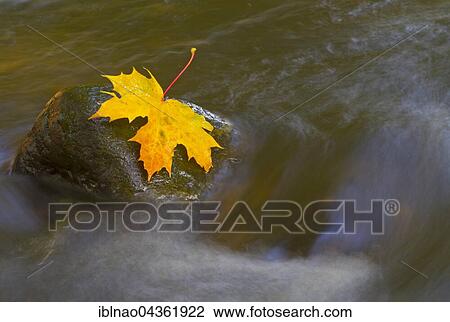 Autumn coloured maple leaf on rock in stream, Schleswig Holstein, Germany, Europe View Large Photo Image Stock Image - Autumn coloured maple leaf on rock in stream, Schleswig Holstein, Germany, Europe. Fotosearch