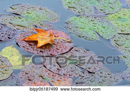 Autumn leaf on water lily leaves View Large Photo Image Stock Photo - Autumn leaf on water lily leaves. Fotosearch