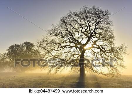 Stock Photo - Bald solitary oak tree, English oak (Quercus robur) with sunbeams, River Elbe Floodplains at sunrise, foggy atmosphere, Middle Elbe Biosphere Reserve, Saxony-Anhalt, Germany, Europe. Fotosearch
