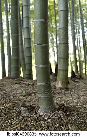 Bamboo grove at Kodaiji, Kōdai-ji, temple garden, Kyoto, Japan, Asia View Large Photo Image Stock Photography - Bamboo grove at Kodaiji, Kōdai-ji, temple garden, Kyoto, Japan, Asia. Fotosearch