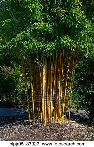 Stock Photo - Bamboo, Phyllostachys aureosulcata f. aureocaulis, China, Asia. Fotosearch