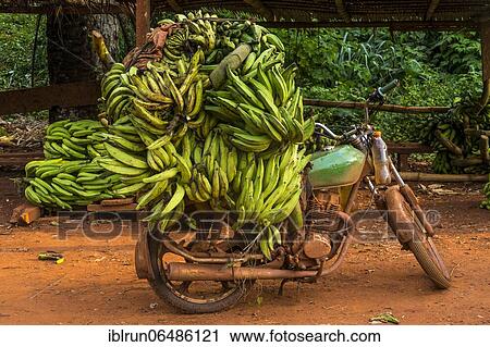 Bananas for sale, deep in the jungle of Cameroon View Large Photo Image Stock Image - Bananas for sale, deep in the jungle of Cameroon. Fotosearch