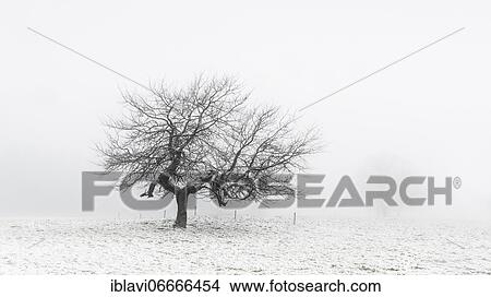 Picture - Bare tree in a meadow with snow in fog, solitary tree, Harz mountains, near mountain town Sankt Andreasberg, Lower Saxony, Germany, Europe. Fotosearch