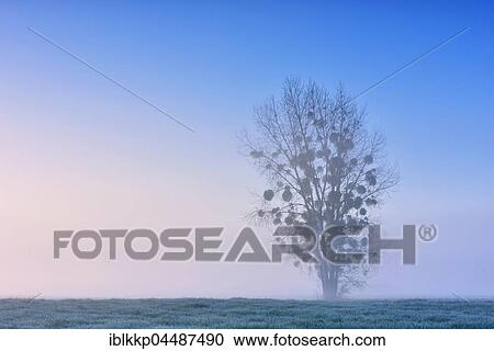 Bare tree with Mistletoe (Viscum album), in dense morning fog, Middle Elbe Biosphere Reserve, near Dessau, Saxony-Anhalt, Germany, Europe View Large Photo Image Stock Image - Bare tree with Mistletoe (Viscum album), in dense morning fog, Middle Elbe Biosphere Reserve, near Dessau, Saxony-Anhalt, Germany, Europe. Fotosearch