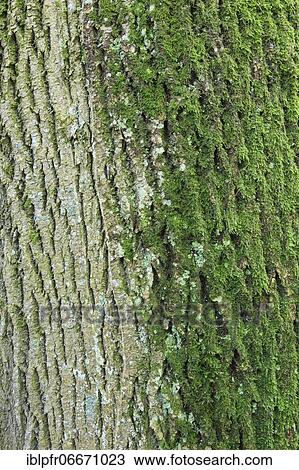 Bark of maple tree, Switzerland, Europe View Large Photo Image Stock Image - Bark of maple tree, Switzerland, Europe. Fotosearch