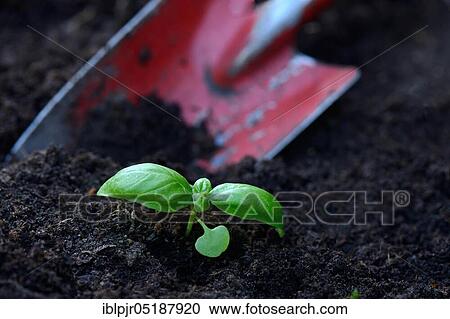 Stock Image - Basil, young plant with garden shovel, Ocimum basilicum. Fotosearch