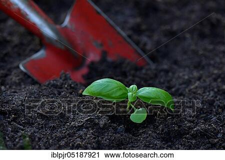 Stock Image - Basil, young plant with garden shovel, Ocimum basilicum. Fotosearch
