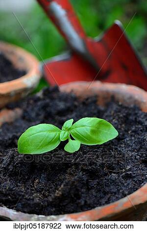 Basil, young plant with garden shovel, Ocimum basilicum View Large Photo Image Stock Image - Basil, young plant with garden shovel, Ocimum basilicum. Fotosearch