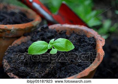 Basil, young plant with garden shovel, Ocimum basilicum View Large Photo Image Stock Image - Basil, young plant with garden shovel, Ocimum basilicum. Fotosearch