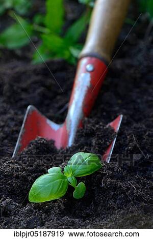 Stock Photo - Basil, young plant with garden shovel, Ocimum basilicum. Fotosearch