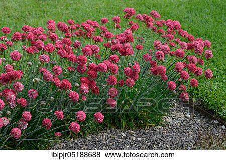 Stock Photo - Beach carnation, hybrid beach carnation, variety Ornament, Armeria hybrida. Fotosearch