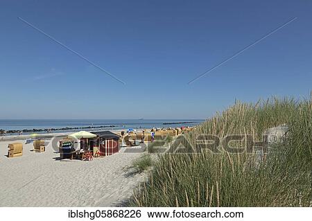 Beach, Common beach grass (Ammophila arenaria), dunes, Baltic seaside resort Wustrow, Mecklenburg-Western Pomerania, Germany, Europe View Large Photo Image Stock Photograph - Beach, Common beach grass (Ammophila arenaria), dunes, Baltic seaside resort Wustrow, Mecklenburg-Western Pomerania, Germany, Europe. Fotosearch