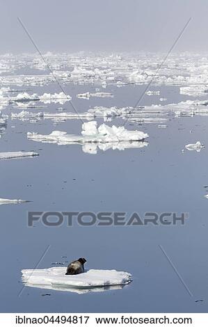 Bearded seal (Erignathus barbatus) on an ice floe, Spitsbergen, Norway, Europe View Large Photo Image Stock Photo - Bearded seal (Erignathus barbatus) on an ice floe, Spitsbergen, Norway, Europe. Fotosearch