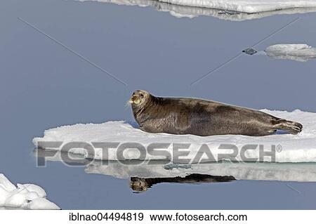 Bearded seal (Erignathus barbatus) on an ice floe, Spitsbergen, Norway, Europe View Large Photo Image Stock Photo - Bearded seal (Erignathus barbatus) on an ice floe, Spitsbergen, Norway, Europe. Fotosearch