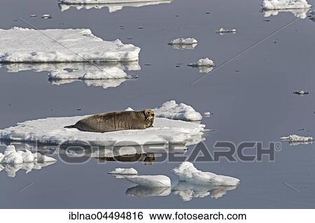 Bearded seal (Erignathus barbatus) on an ice floe, Spitsbergen, Norway, Europe View Large Photo Image Stock Photograph - Bearded seal (Erignathus barbatus) on an ice floe, Spitsbergen, Norway, Europe. Fotosearch
