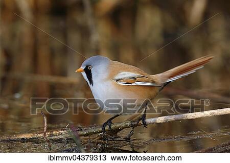 Stock Image - Bearded Tit (Panurus biarmicus), male at water, Nature Park Peental, Mecklenburg-Western Pomerania, Germany, Europe. Fotosearch