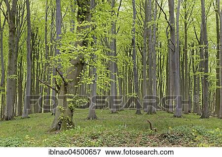 Beech forest, common beeches (Fagus sylvatica), Jasmund National Park, Rügen, Mecklenburg-Western Pomerania, Germany, Europe View Large Photo Image Stock Photo - Beech forest, common beeches (Fagus sylvatica), Jasmund National Park, Rügen, Mecklenburg-Western Pomerania, Germany, Europe. Fotosearch