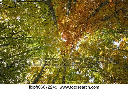 Stock Photography - Beech forest in autumn, Switzerland, Europe. Fotosearch