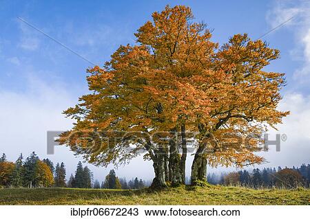 Beech, Neuchâtel, Switzerland, Europe View Large Photo Image Stock Image - Beech, Neuchâtel, Switzerland, Europe. Fotosearch