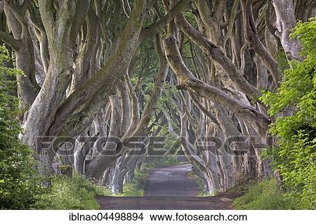Beech tree avenue, The Dark Hedges, Ballymoney, County Antrim, Northern Ireland, United Kingdom, Europe View Large Photo Image Picture - Beech tree avenue, The Dark Hedges, Ballymoney, County Antrim, Northern Ireland, United Kingdom, Europe. Fotosearch