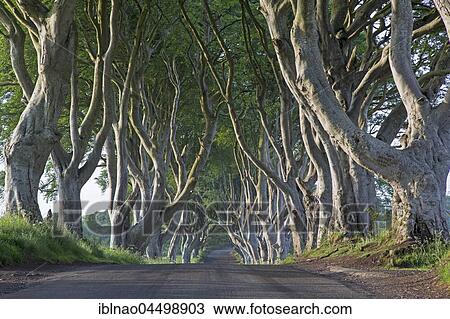 Beech tree avenue, The Dark Hedges, Ballymoney, County Antrim, Northern Ireland, United Kingdom, Europe View Large Photo Image Stock Image - Beech tree avenue, The Dark Hedges, Ballymoney, County Antrim, Northern Ireland, United Kingdom, Europe. Fotosearch