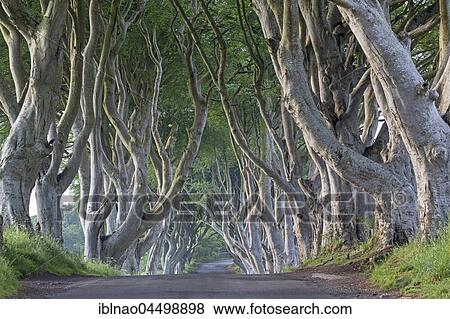 Beech tree avenue, The Dark Hedges, Ballymoney, County Antrim, Northern Ireland, United Kingdom, Europe View Large Photo Image Stock Photo - Beech tree avenue, The Dark Hedges, Ballymoney, County Antrim, Northern Ireland, United Kingdom, Europe. Fotosearch