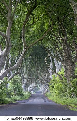 Beech tree avenue, The Dark Hedges, Ballymoney, County Antrim, Northern Ireland, United Kingdom, Europe View Large Photo Image Stock Photograph - Beech tree avenue, The Dark Hedges, Ballymoney, County Antrim, Northern Ireland, United Kingdom, Europe. Fotosearch