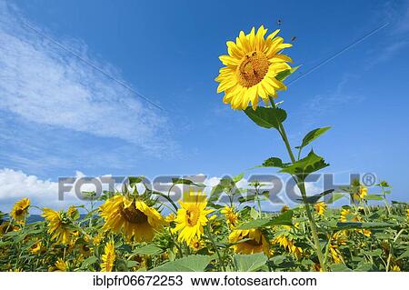 Stock Image - Bees at the sunflower field (Helianthus annuus), Sunflower, Switzerland, Europe. Fotosearch