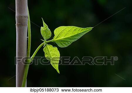 Stock Image - Beetle bean, bean shoot entwines around stick, Phaseolus coccineus. Fotosearch