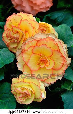 Begonia ( Begonia), Variety Jean Blair spec View Large Photo Image Stock Photograph - Begonia ( Begonia), Variety Jean Blair spec. Fotosearch