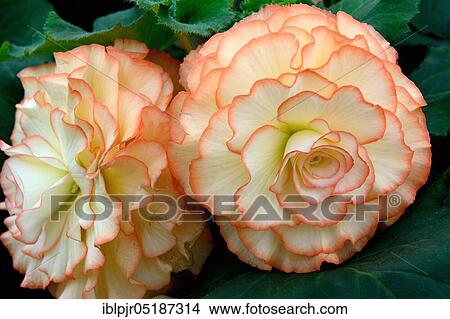 Begonia, variety Ruby young, Begonia spec View Large Photo Image Picture - Begonia, variety Ruby young, Begonia spec. Fotosearch