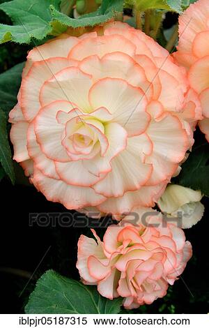 Begonia, variety Ruby young, Begonia spec View Large Photo Image Stock Photography - Begonia, variety Ruby young, Begonia spec. Fotosearch