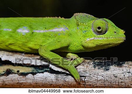Belalanda chameleon (Furcifer belalandaensis), female, Belalanda, Madagascar, Africa View Large Photo Image Stock Photo - Belalanda chameleon (Furcifer belalandaensis), female, Belalanda, Madagascar, Africa. Fotosearch