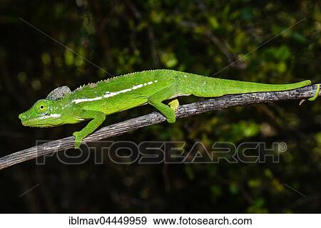 Belalanda chameleon (Furcifer belalandaensis), male, Belalanda, Madagascar, Africa View Large Photo Image Stock Photo - Belalanda chameleon (Furcifer belalandaensis), male, Belalanda, Madagascar, Africa. Fotosearch