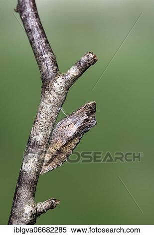 Stock Photography - Belted pupa of a Swallowtail butterfly (Papilio machaon), Switzerland, Europe. Fotosearch