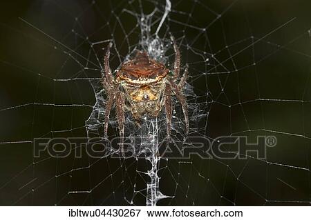 Stock Photo - Big spider (Caerostris ecclesiigera) in web in the rainforest, Andasibe National Park, Southern Highlands, Madagascar, Africa. Fotosearch