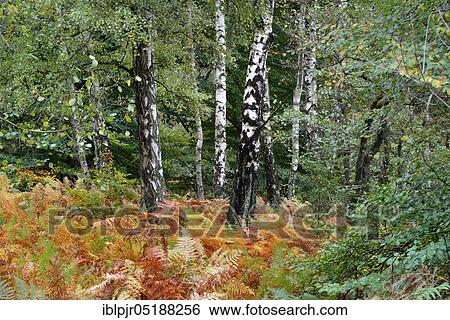 Birches and Bracken, Betula spec (Pteridium aquilinum), Primeval Forest Sababurg, Hesse, Germany, Europe View Large Photo Image Stock Photograph - Birches and Bracken, Betula spec (Pteridium aquilinum), Primeval Forest Sababurg, Hesse, Germany, Europe. Fotosearch