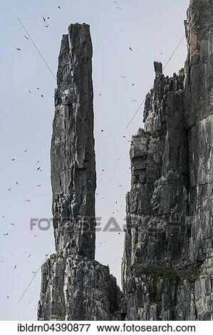 Bird cliff Alkefjellet, Svalbard, Spitsbergen, Norway, Europe View Large Photo Image Stock Photo - Bird cliff Alkefjellet, Svalbard, Spitsbergen, Norway, Europe. Fotosearch