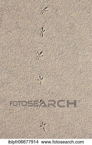 Bird tracks in the sand, Scotland, Great Britain View Large Photo Image Picture - Bird tracks in the sand, Scotland, Great Britain. Fotosearch
