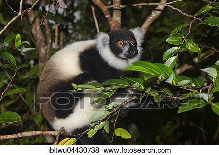 Black-and-white ruffed lemur (Varecia variegata) on tree, juvenile, Northeast Madagascar, Madagascar, Africa View Large Photo Image Stock Photo - Black-and-white ruffed lemur (Varecia variegata) on tree, juvenile, Northeast Madagascar, Madagascar, Africa. Fotosearch
