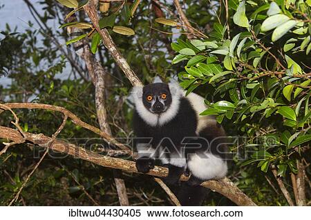 Black-and-white ruffed lemur (Varecia variegata) on tree, juvenile, Northeast Madagascar, Madagascar, Africa View Large Photo Image Stock Photography - Black-and-white ruffed lemur (Varecia variegata) on tree, juvenile, Northeast Madagascar, Madagascar, Africa. Fotosearch