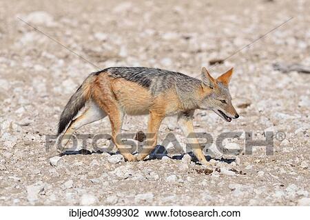 Stock Image - Black-backed jackal (Canis mesomelas), walking on stony ground, Etosha National Park, Namibia, Africa. Fotosearch