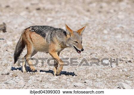 Stock Image - Black-backed jackal (Canis mesomelas), walking on stony ground, Etosha National Park, Namibia, Africa. Fotosearch