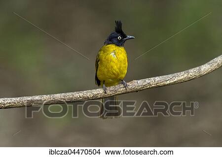 Picture - Black-capped bulbul (Pycnonotus melanicterus) perched on branch, Kaeng Krachan National Park, Thailand, Asia. Fotosearch